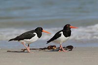 Austernfischer Paar am Strand
