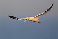 Basstoelpel im Flug Morgenlich