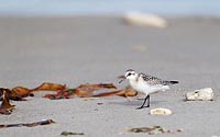 Sanderling am Sandstrand