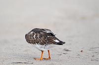 Steinwaelzer b Gefiederpflege