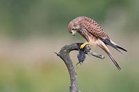 Turmfalke mit Maus auf Ast