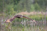 Uhu ueber Ufervegetation