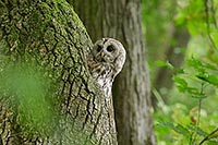 Waldkauz a Hoehle schauend