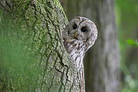Waldkauz in Baumhoehle