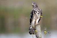 Wespenbussard a Weidepfahl