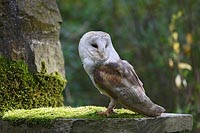 Schleiereule auf bemosstem Ste