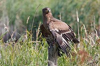 Steppenadler auf Pfahl