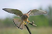 Turmfalke balanciert auf Ast