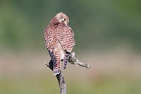 Turmfalke Gefieder pflegend
