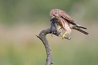 Turmfalke Maus im Schnabel