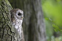 Waldkauz aus Hoehle blickend
