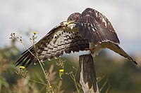 Wespenbussard balancierend