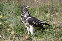 Wespenbussard juv auf Boden