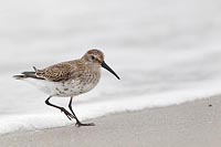 Alpenstrandlaeufer laufend