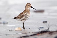 Alpenstrandlaeufer Seitenansic