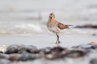 Alpenstrandl�ufer Spuelsaum