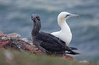 Basstoelpel Alt und Jungvogel