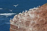Basstoelpel auf Felsen Nordsee