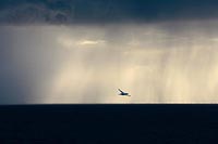 Basstoelpel vor Regenfront