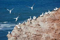 Basstoelpel Felsen Helgoland