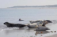 Seehunde am Duenenstrand