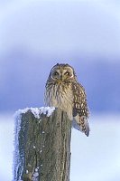 Sumpfohreule im  Winter