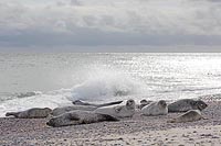 Seehunde am Kiesstrand Gegenli
