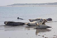 Seehunde vor Kueste der Duene