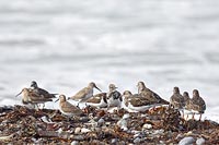 Steinwaelzer Alpenstrandlaeufe