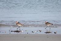 Pfuhlschnepfe 2 am Strand