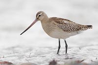 Pfuhlschnepfe i Flachwasser