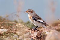 Schneeammer am Vogelfelsen
