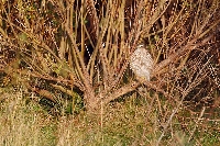 Sperber in Heckenrose