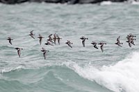 Steinwaelzer Alpenstrandlaeufe