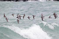 Steinwaelzer ueber Brandung