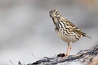 Wiesenpieper guckt gespannt