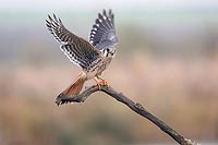 Buntfalke geoeffnete Fluegel