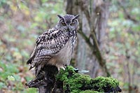 Uhu auf Wurzel nach u schauen