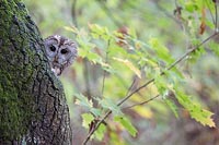 Waldkauz Hoehle Herbstwald