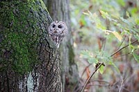 Waldkauz schaut a Hoehle