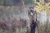 Uhu auf Pfahl vor Gewaesser