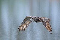 Uhu im Flug ueber d Wasser