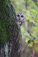 Waldkauz Baumhoehle Herbst