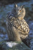 Uhu aufmerksam schauend