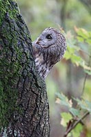 Waldkauz Hoehle Kopf gedreht
