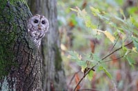 Waldkauz im Herbst