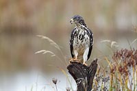 Wespenbussard mit Wabe