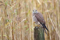 Turmfalke auf einem Fuss