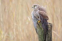 Turmfalke auf Pfahl mantelnd