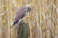 Turmfalke Fuss anschauend